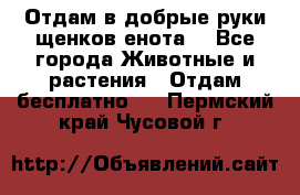 Отдам в добрые руки щенков енота. - Все города Животные и растения » Отдам бесплатно   . Пермский край,Чусовой г.